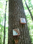 Carina Hornung-Installation