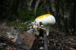 Giftpilze von Volker Schuetz