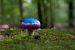Gregor Busch-Bilder