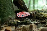 Giftpilze von Volker Schuetz